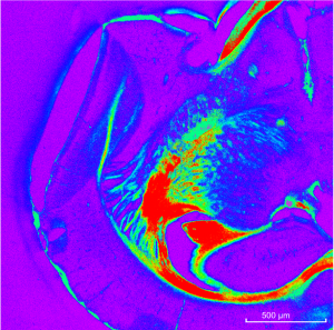 2X Mouse Brain jet rev1-24-2017